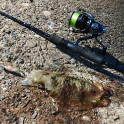 今年のアオリイカは成長が早い